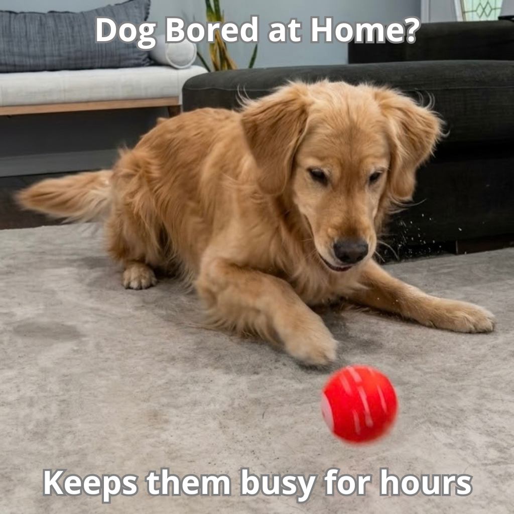Smart Motion Ball That Keeps Your Dog Busy for Hours